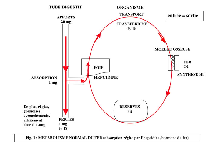 schema_du_fer_normal